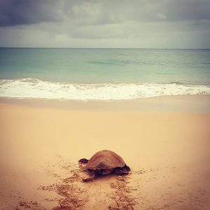 turtle-watching-cabo-verde